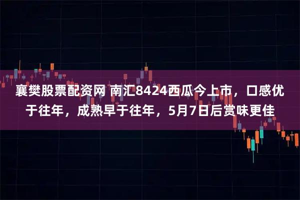 襄樊股票配资网 南汇8424西瓜今上市，口感优于往年，成熟早于往年，5月7日后赏味更佳
